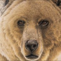 Invocazione siberiana orso 
